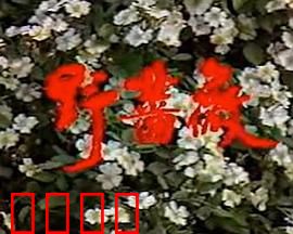 野蔷薇